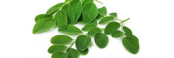 Le Moringa